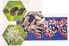 草本药物